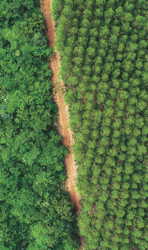 Sustentabilidade da eucafluff